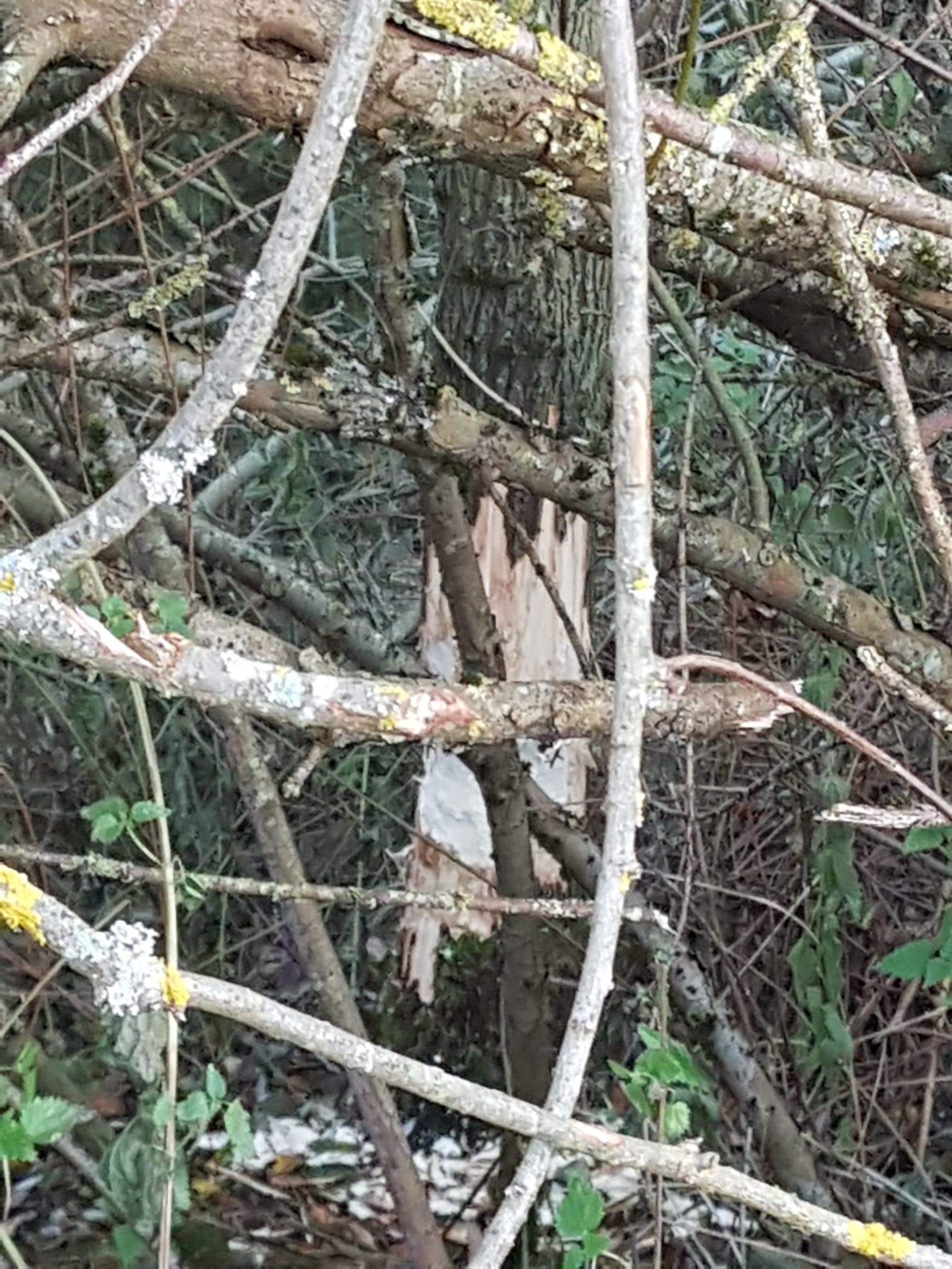 Galeriebild: WhatsApp Image 2022 06 05 at 16.58.32